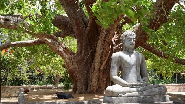 Buddha statue under Bodhi tree.