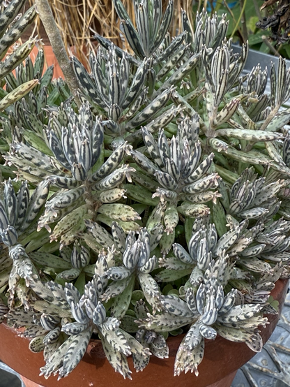 Bonus kalanchoe