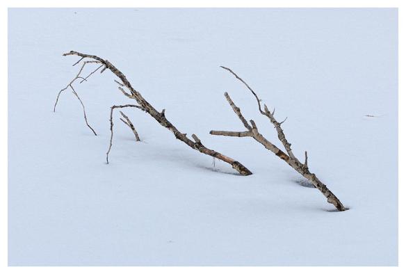 Birch branches stick up from a field of snow and ice.