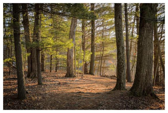 A sunlit woodland scene with pines and other trees, the pine needles glowing in the sunrise.