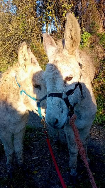 Une photo tendresse de deux ânes en France. Une bonne moitié de leur visage est au soleil.