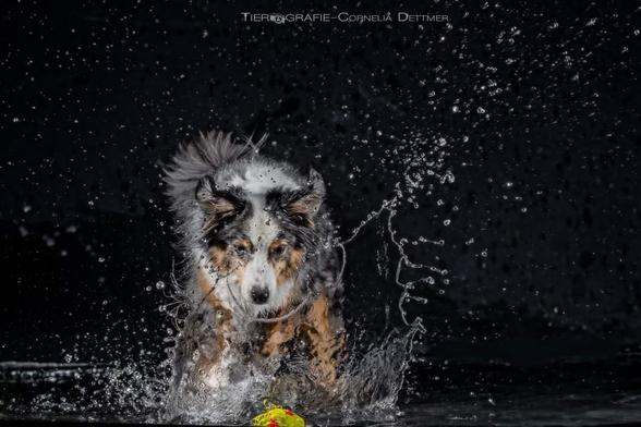 Mini Aussie in den Farben Blue merle. Ein schwarzer Hintergrund, mit Wasser. Viele Wasser Tropfen in der Luft da ein gelber Ball ins Wasser geworfen wurde und der Hund ist direkt hinter dem Ball