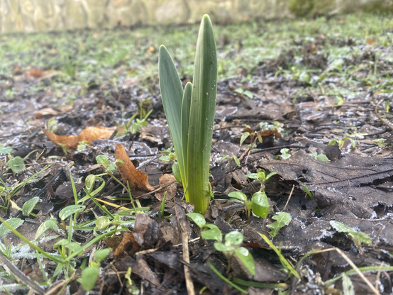 Snowdrops 