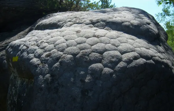 Cellular concretion forming in sandstone.
Apremont, Fôret de Fontainebleau, France.