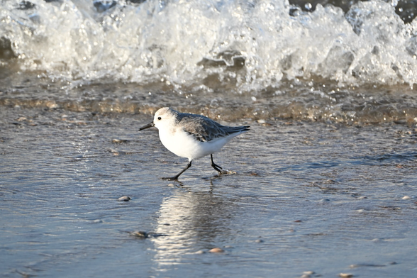 Sanderling walking along the waved
