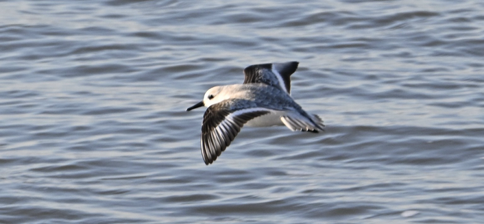 Sanderling in flight