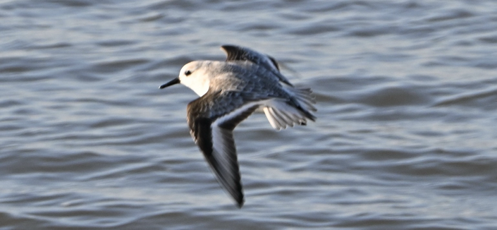 Sanderling in flight