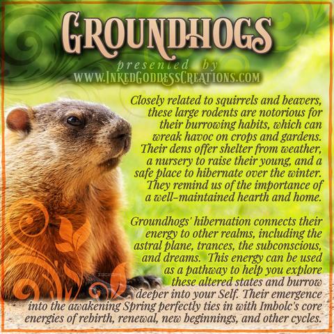 A groundhog peeks up from its burrow on the left side of the image. It has its head turned to look at the viewer. There is a green field behind it and a forest past that. The text outlines some trivia about groundhogs, their symbolism, and ways you can use their energy in your magickal practice. Presented by Inked Goddess Creations.