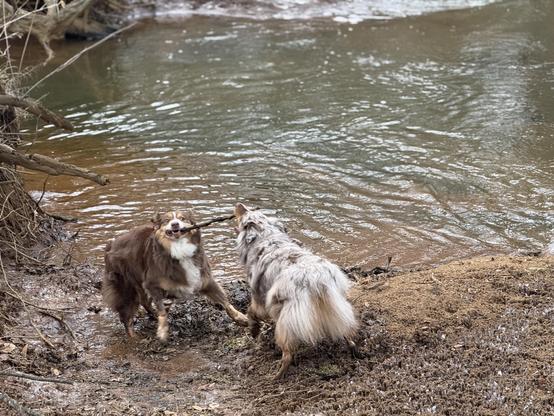 Two Australian shepherds, one red bi and one red merle, play tug with a stick on the muddy bank of a creek. The light suggests a cloudy day. The red bi is facing the camera with the stick in his mouth. The red merle's butt is to the camera, with the other end of the stick in his mouth - TUG!