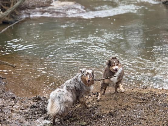 Two Australian shepherds, one red bi and one red merle, play tug with a stick on the muddy bank of a creek. The light suggests a cloudy day. Both pups face the camera, the red merle has possession of the stick - TUG!