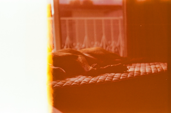 Foto analógica de un perro tomando el sol , al lado izquierdo de la foto sale velada al ser la primera foto del rollo 