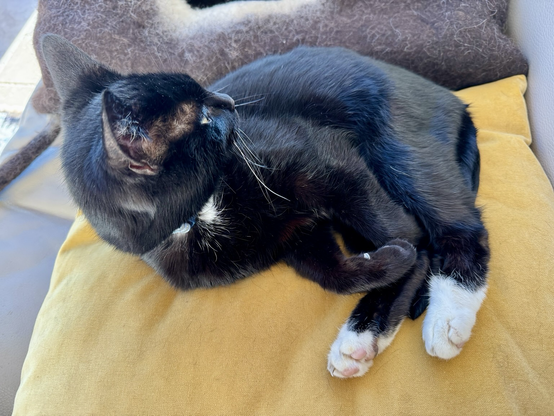 Black cat reclining.