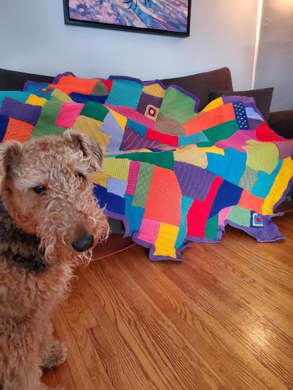 Mavis the Airedale terrier sits next to a colourful crocheted afghan