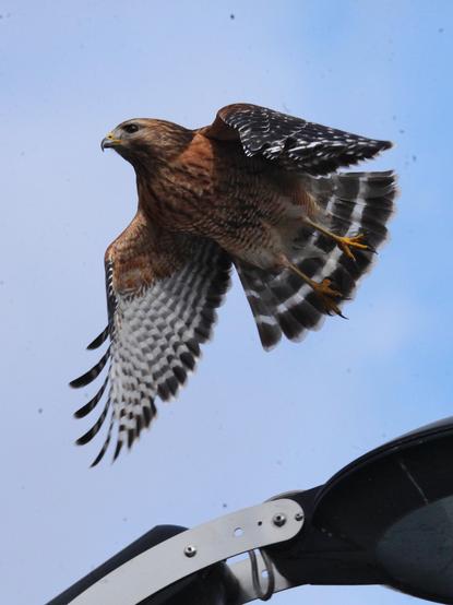 Red-shouldered hawk taking flight from a lamppost light fixture in a public park. The sky background is blue. The hawk is flying from right to left. 