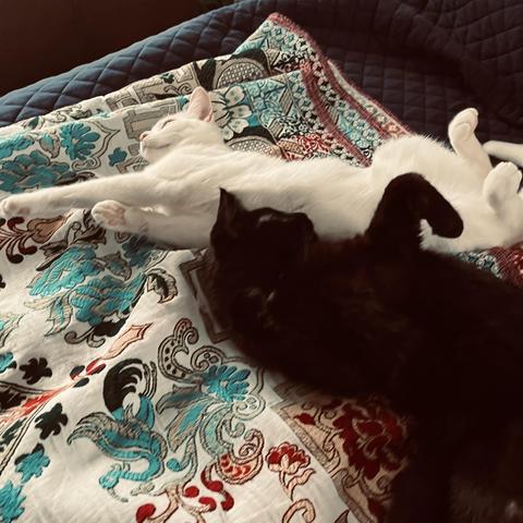 a cute black cat and a cute white cat sleeping on a bed roll so their paws are in the air