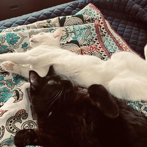 a cute black cat and a cute white cat stretch on a bed with paws up and out