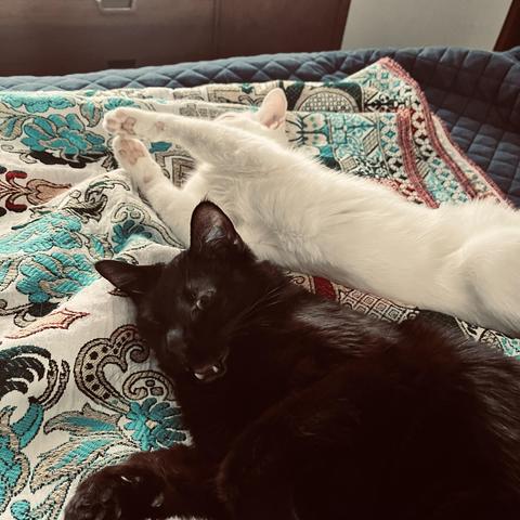 a cute black cat and a cute white cat stretch around on a bed
