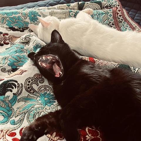 a gigantic yawn by a black cat next to a sleeping white cat