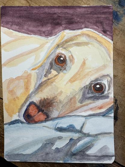 Yellow Labrador laying on a blue comforter.