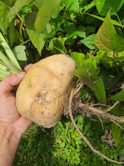 Sunny scene with a close up of a hand holding a freshly harvested turnip by the leaves. The very large turnip has yellowish skin and still-attached roots. The turnip is irregular in shape. Dwarf green bean plants are seen in the background.