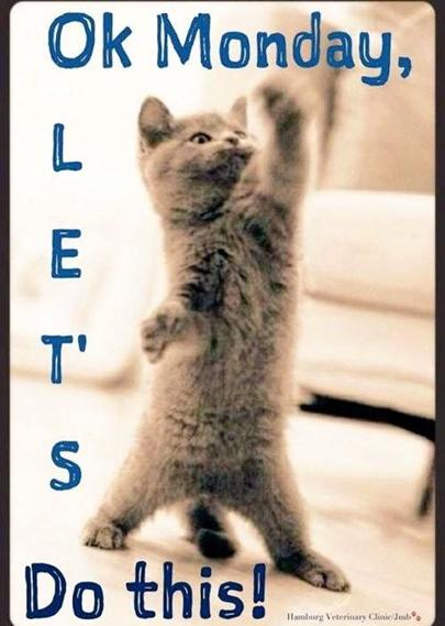 Kitten standing on it's backlegs stretching left "arm" up in a victorious/fighting pose.
Text
Ok Monday,
L
E
T'
S
Do this!