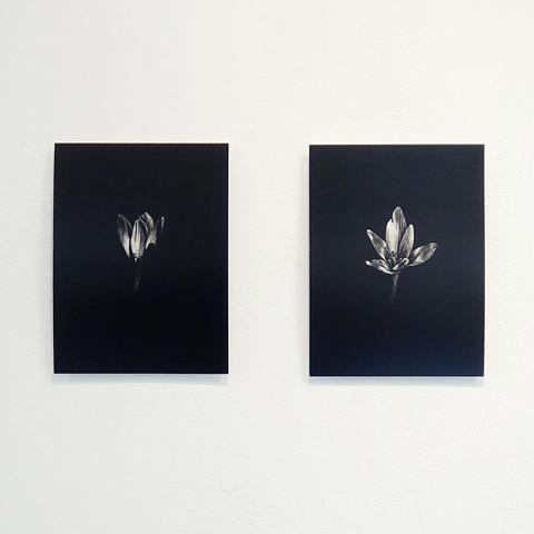 Deux dessins sur carte à gratter, dessinés en négatif, en blanc sur fond noir. Ils représentent chacun une fleur, un colchique, et la lumière qui l'anime. Le dessin est très fin et le fort contrastes noir et blanc donne une dimension dramatique et précieuse aux fleurs représentées.