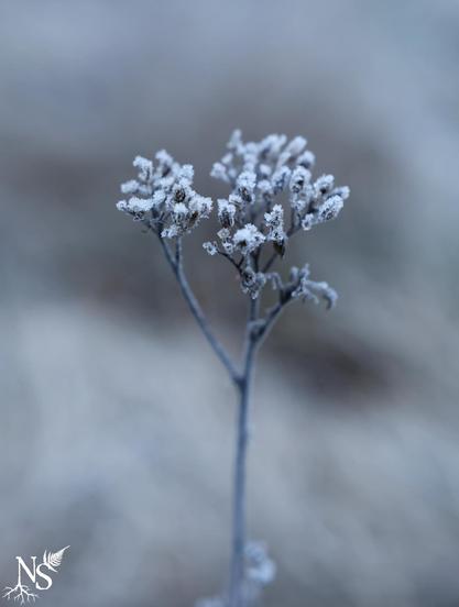 An umbel of dried wildflowers covered in frost.
