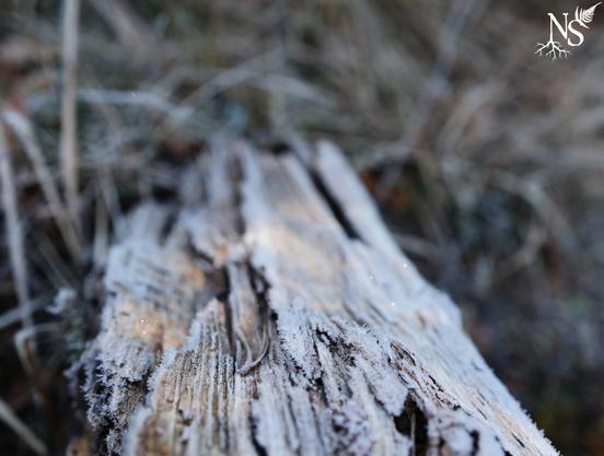 A piece of tree trunk with exposed wood covered in frost. The background is blurred and winter rays of sunlight gently illuminate the stump. We see sparkles of light due to the light shining on the frost.
