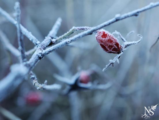 A rose hip (fruit of the wild rose bush) and its branches caught in the frost.
