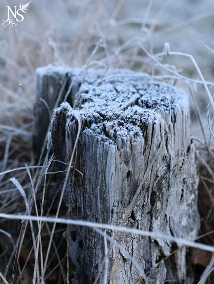 A tree stump covered in frost, as well as grass stems around it.

