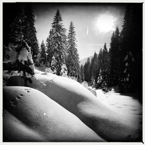 Gli abeti ed il prato nel bosco sono coperti dalla neve fresca, il sole splende in un cielo senza nuvole