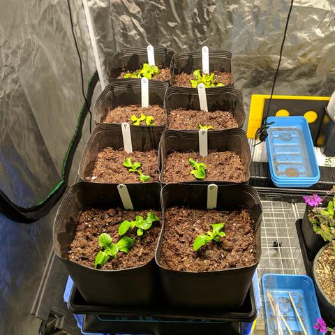 A square cropped photo showing 8 soft plastic square bag pots in a 1020 plant tray. The pots are partially filled with potting mix and have small lettuce plants in each pot. They are inside a grow tent that zips closed, there various other plant trays and things visible and some violet or pink looking flowers on the left from other overwintering plants. Each pot has a tall skinny plant stake with a letter marked on it to identitfy it. The farthest two pots have a C on the tag which is for Crisphead Iceberg. The next closest two have an L on the tag for Lolla Rosso. The nearest 4 pots have a P on the tag for Parris Island Romaine. It's possible the Crisphead and Lolla Rosso are mixed up since C marked pots have red showing on the leaves.