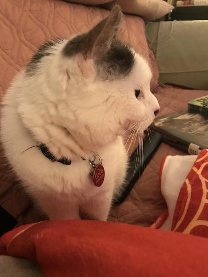 A white cat with black markings and a red tag on her black collar is seen in profile while sitting on a cluttered couch -- she is staring at the TV which is not visible in the photo