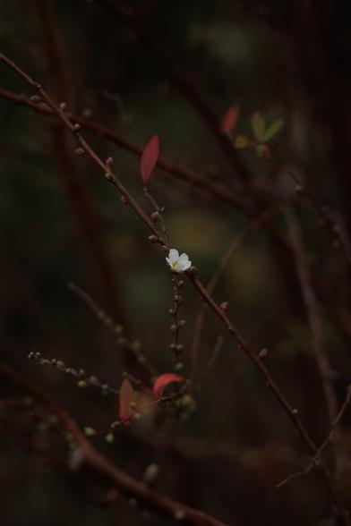 A solitary white flower blooms among dark, slender branches, with a few red and green leaves peeking through in a dimly lit setting.