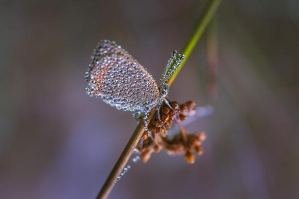 A small butterfly wings, covered in morning dew