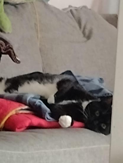 A black and white cat laying on it's side, being equally lazy and goofy.