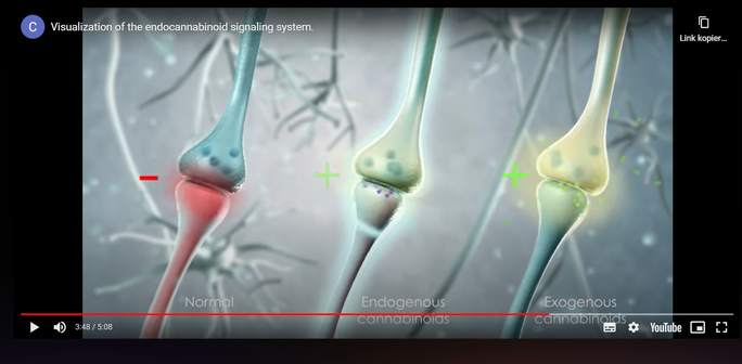 Februar 2025 - Cannabis - das Endocannabinoidsystem des Menschen und seine Funktionen z.B. in der Schmerzregulierung