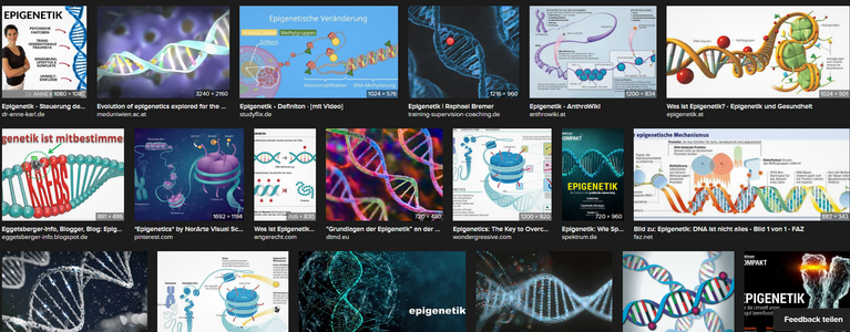 Februar 2025 Bildschirmfoto Internet Bildersuche: Epigenetik - viele kkleine Bilder mit Text und Verlinkung auf die Inhalte

Epigenetische Mechanismen
Die Epigenetik (von altgriechisch ἐπί epi „dazu, außerdem“ und -genetik) ist das Teilgebiet der Biologie, das sich mit zellulären Prozessen beschäftigt, welche die Aktivität von Genen beeinflussen. Es geht dabei insbesondere um die Genexpression, die die Entwicklung der Zelle zeitweilig festlegt. Die Epigenetik untersucht die Änderungen der Genfunktion, die nicht auf Veränderungen der Sequenz der Desoxyribonukleinsäure (DNA, englisch deoxyribonucleic acid), etwa durch Mutation oder Rekombination, beruhen und dennoch an Tochterzellen weitergegeben werden.