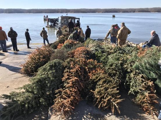 Les bénévoles ont tiré sur la berge du lac des petits sapins coupés dans la forêt environnante. Vêtus de grosses doudounes kakis — l’hiver est froid — ils traînent sur le sol les branches aux épines roussies par les gels jusqu’à l’embarcadère, une route de béton qui s’enfonce progressivement dans l’eau du lac. Arrivant de la rive opposée, une petite barge motorisée accoste devant le gros tas de sapins accumulés. Alors, bottes dans l’eau, les hommes transvasent le chargement de l’embarcadère au pont plat du batelet. Une fois celui-ci chargé au maximum, disparaissant sous les branches, il repart vers le barrage en aval, tas vert roussi flottant lentement sur le lac bleu.