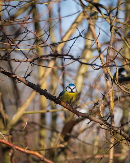 A small Blue Tit with bright blue, yellow, and white plumage is perched on a thin, bare branch. The background is filled with out-of-focus, leafless branches and soft sunlight, creating a natural winter setting.