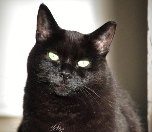 black cat with green eyes sitting in the sun