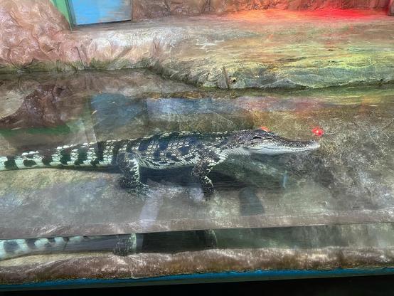 Coex Aquarium - Parte 2