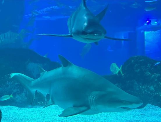 Coex Aquarium - Parte 2