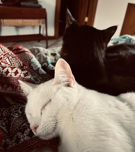a white cat smiles in her sleep; behind her on the bed  is the dark void of a black cat