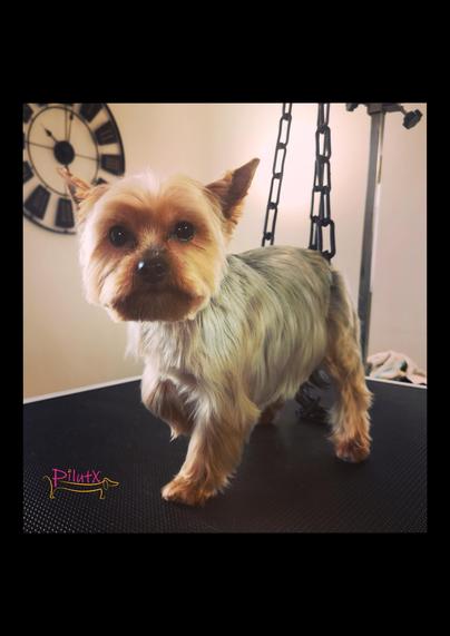 Yorkshire terrier bat, txakur apaindegitik dotore moztua eta orraztua.
