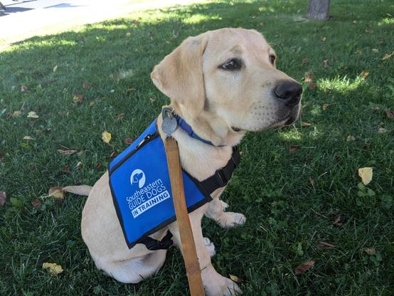 Igor VII a guide dog in training wears his puppy coat while sitting down on grass.
