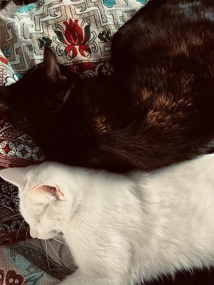 back to back, a black cat and a white cat sleep on a bed spread