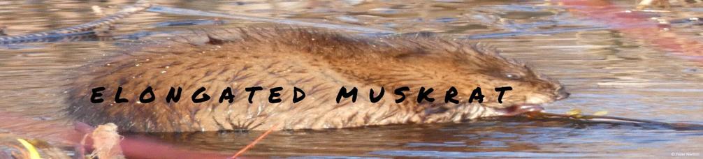 A muskrat is sitting in a brook. Its fur is wet and spiky. The photo has been distorted horizontally.