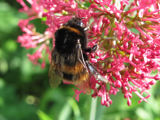 A big fat bee working away on a red valerian flower in sunshine; the delicate veining on the bee’s wings is clearly visible..