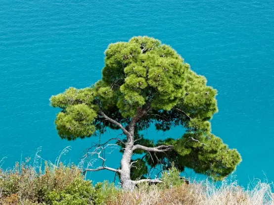 Pine tree on a steep slope above the Mediterranean sea. Gargano coast, Italy.